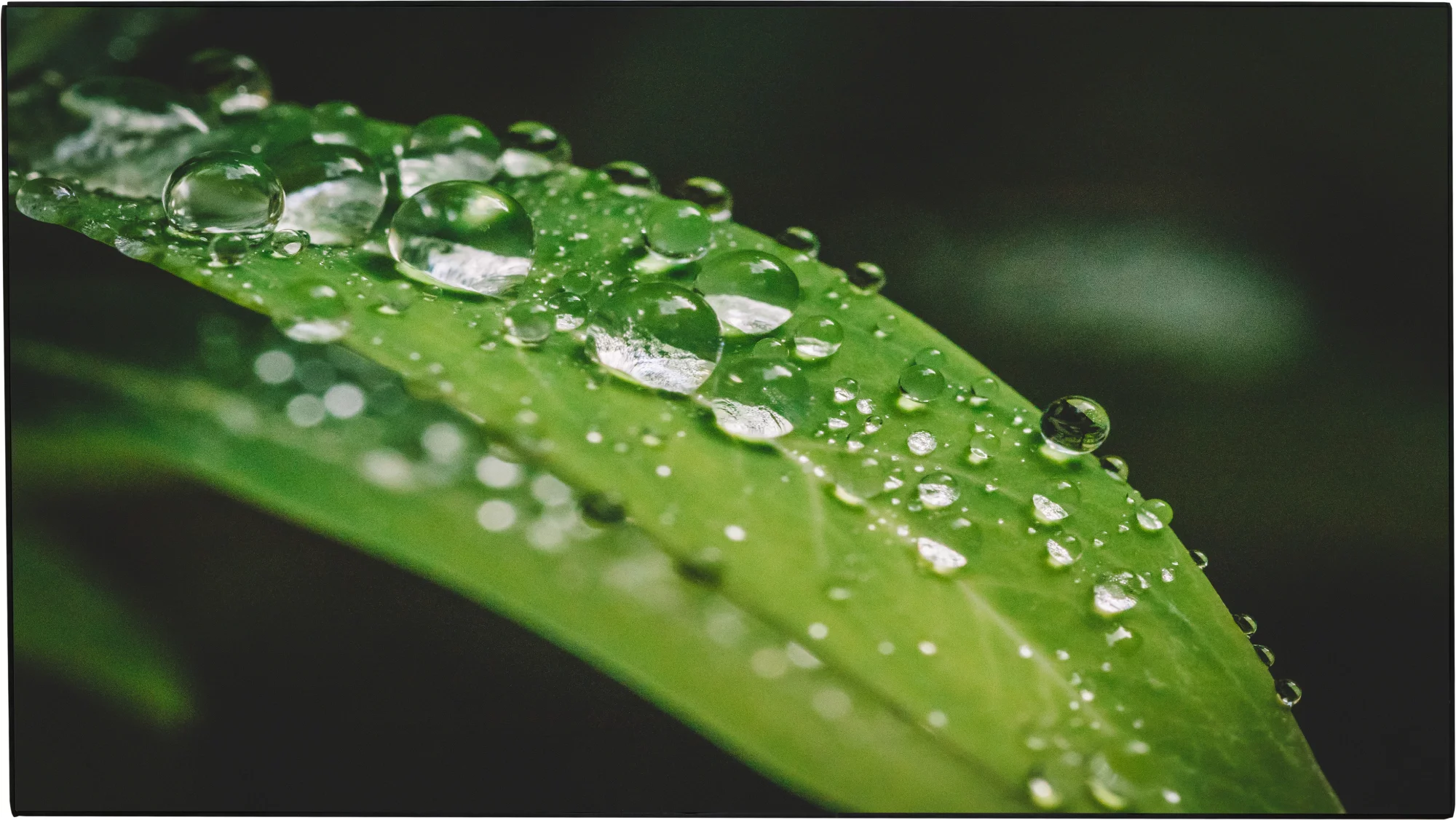 Картинка dhi-ls650kcm-uf